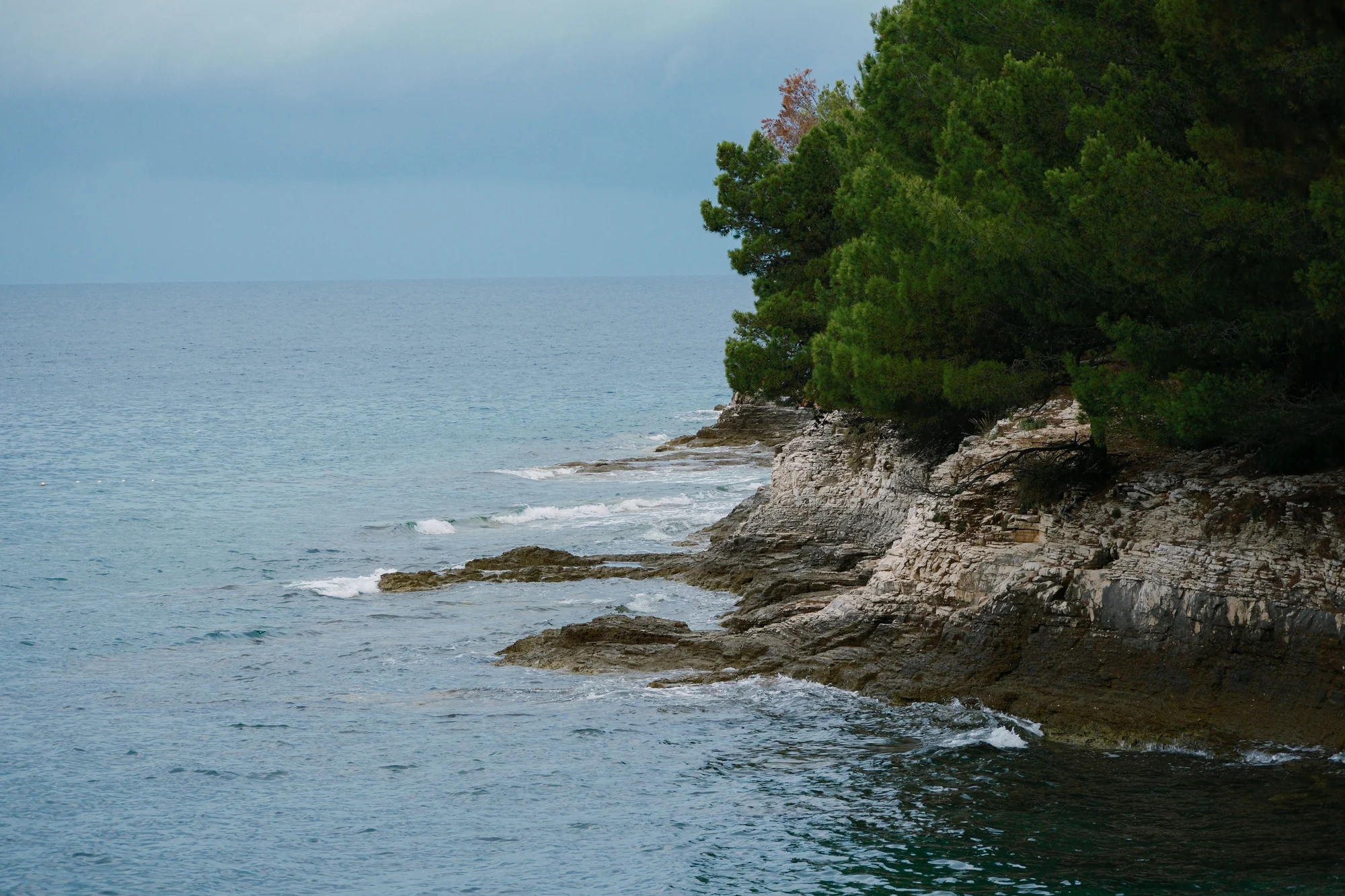 Rocky shore and pines on the Adriatic coast